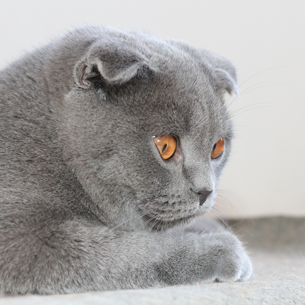  Cute gray Scottish Fold cat with brown eyes