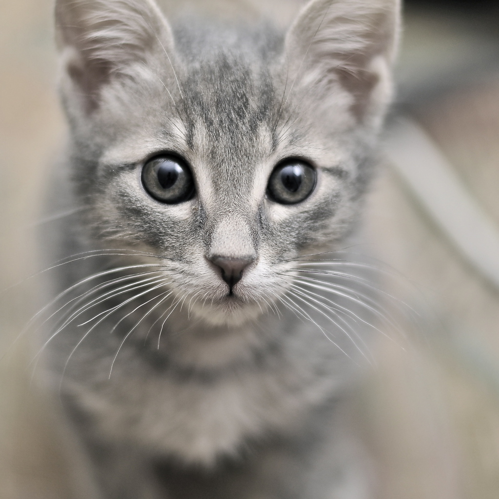 Серый милый кот с серыми глазами