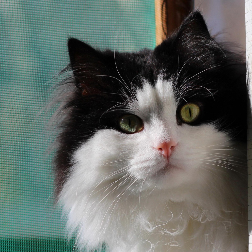 Маленький милый черно-белый кот