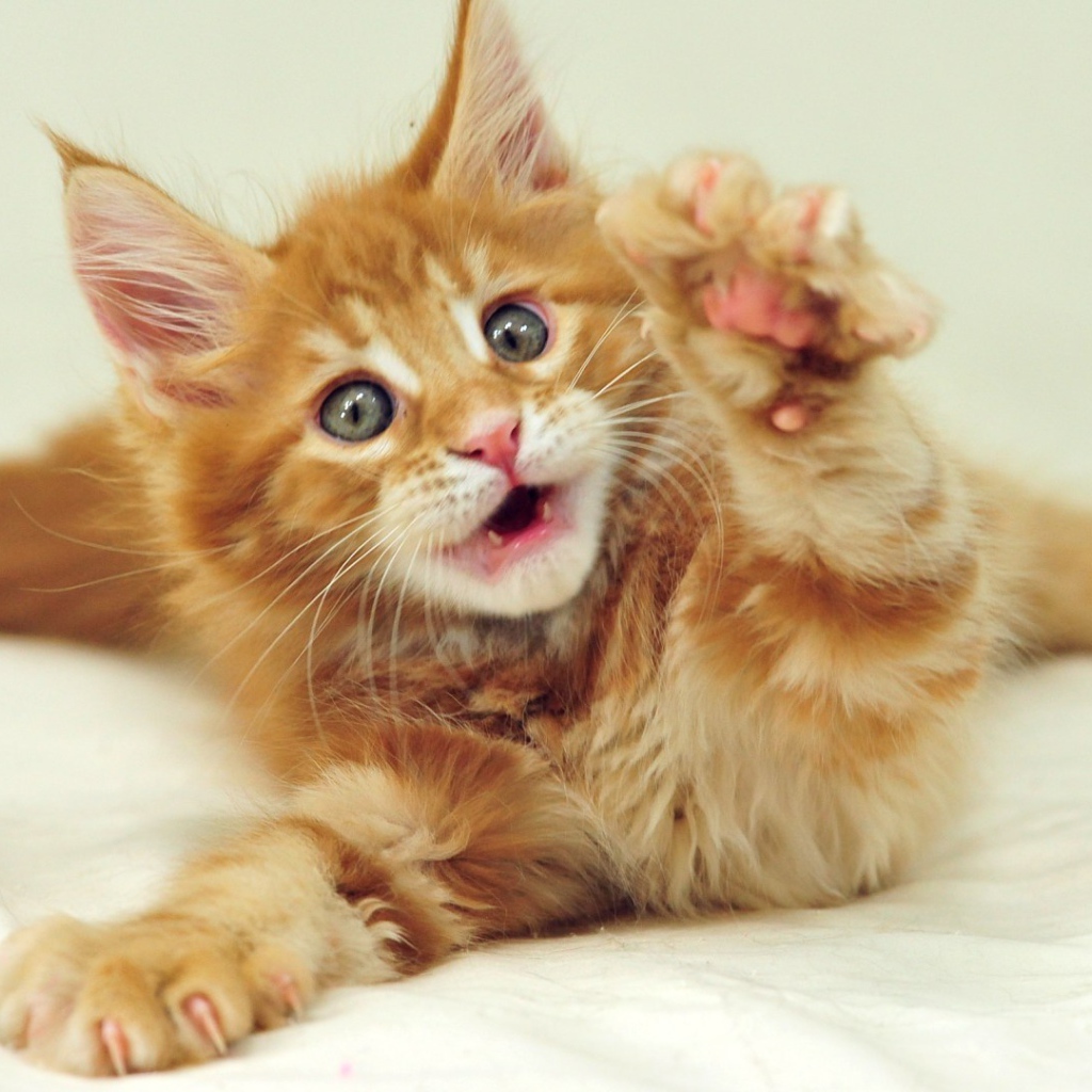 Маленький рыжий симпатичный мейн-кун кот с серыми глазами