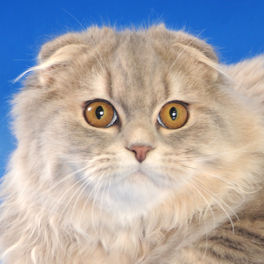 Пушистый шотландский вислоухий кот на синем фоне