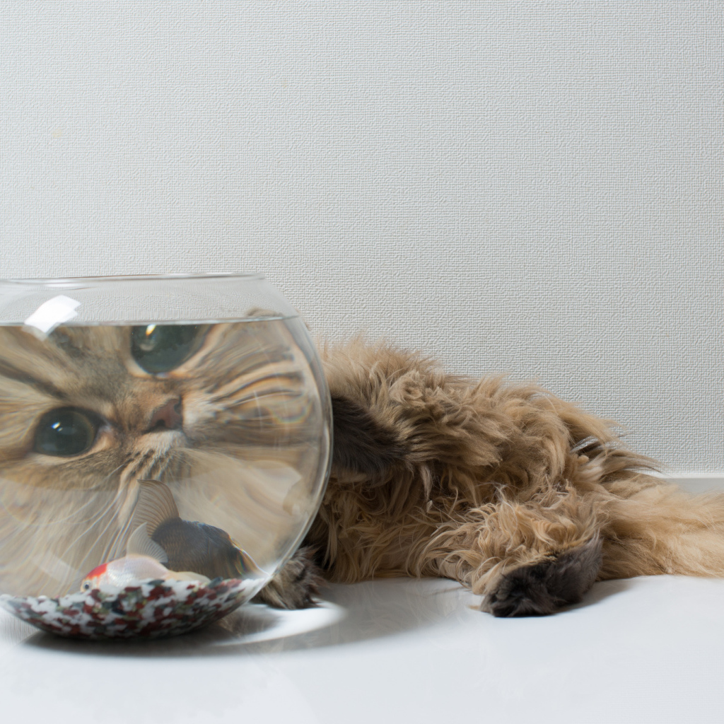 Пушистый кот и рыбка, знакомство