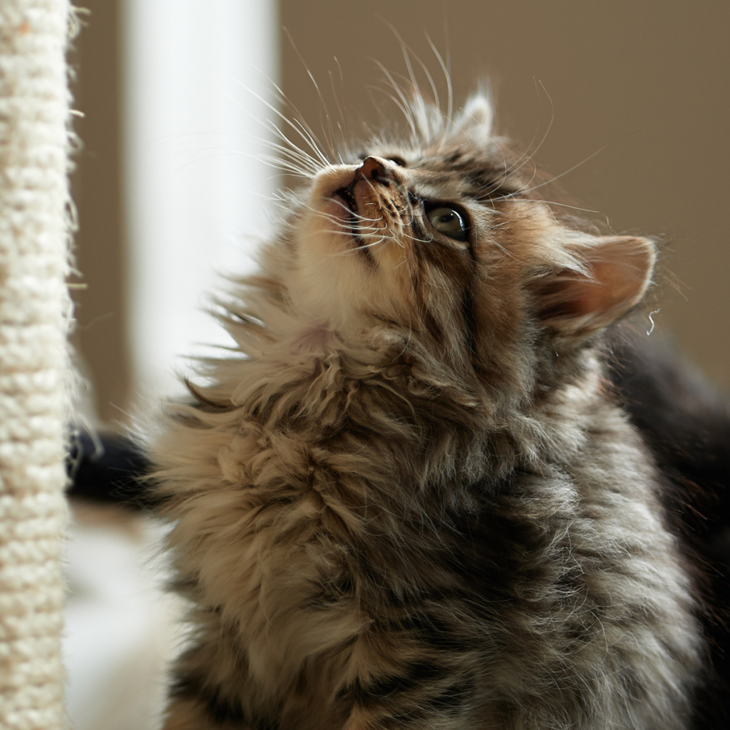 Пушистый милый кот