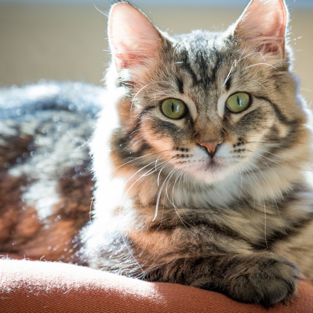 Пушистый зеленоглазый кот