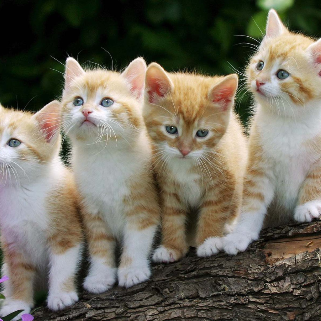 Четыре смешных котёнка