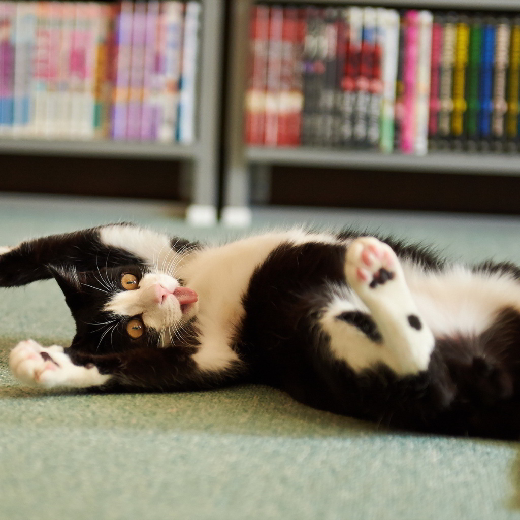 Смешной черно-белый кот валяется на полу