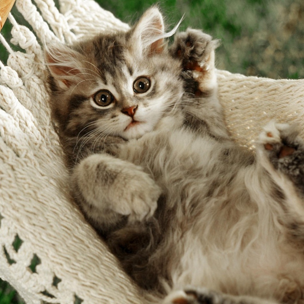 Смешной кот в гамаке