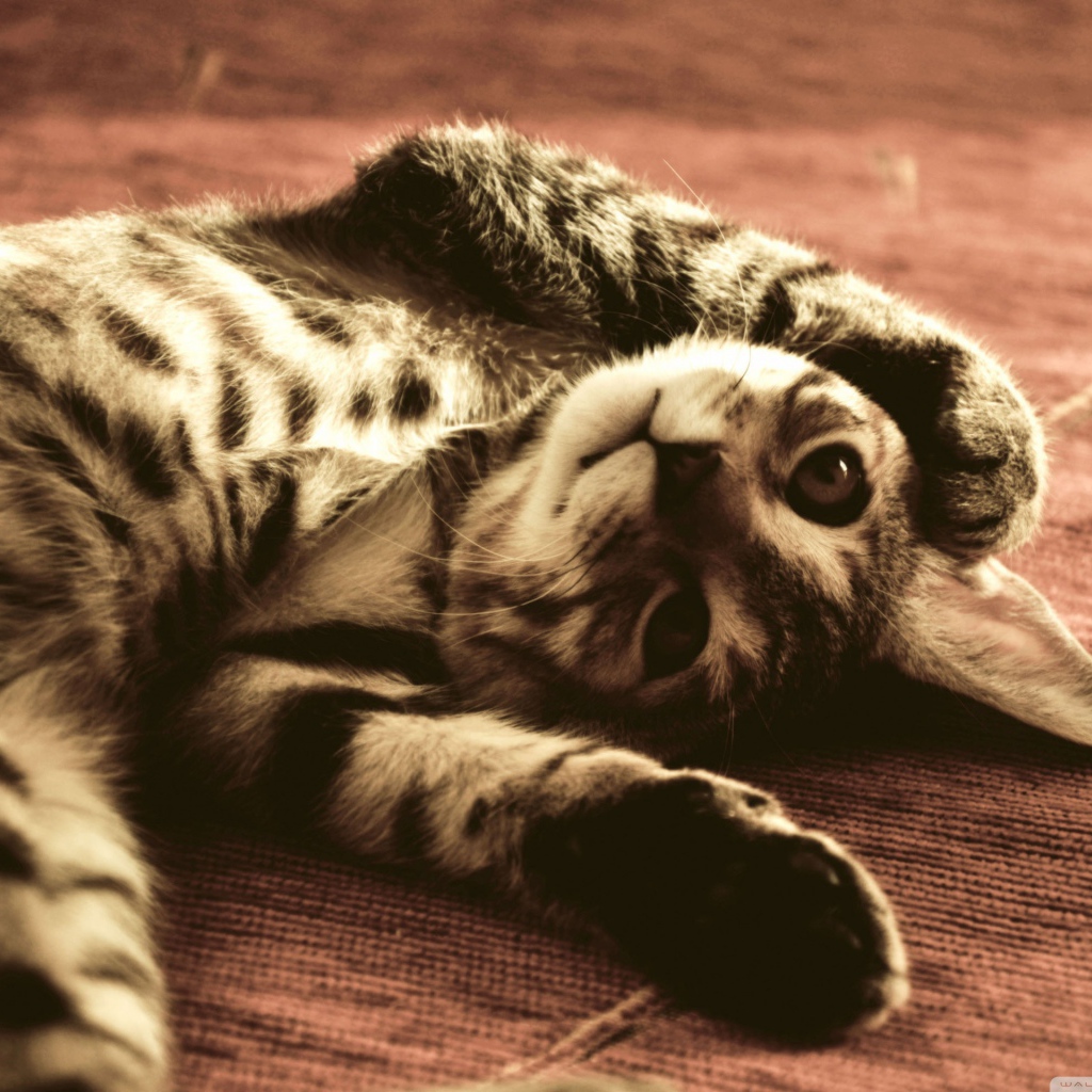 Полосатый смешной кот развалился