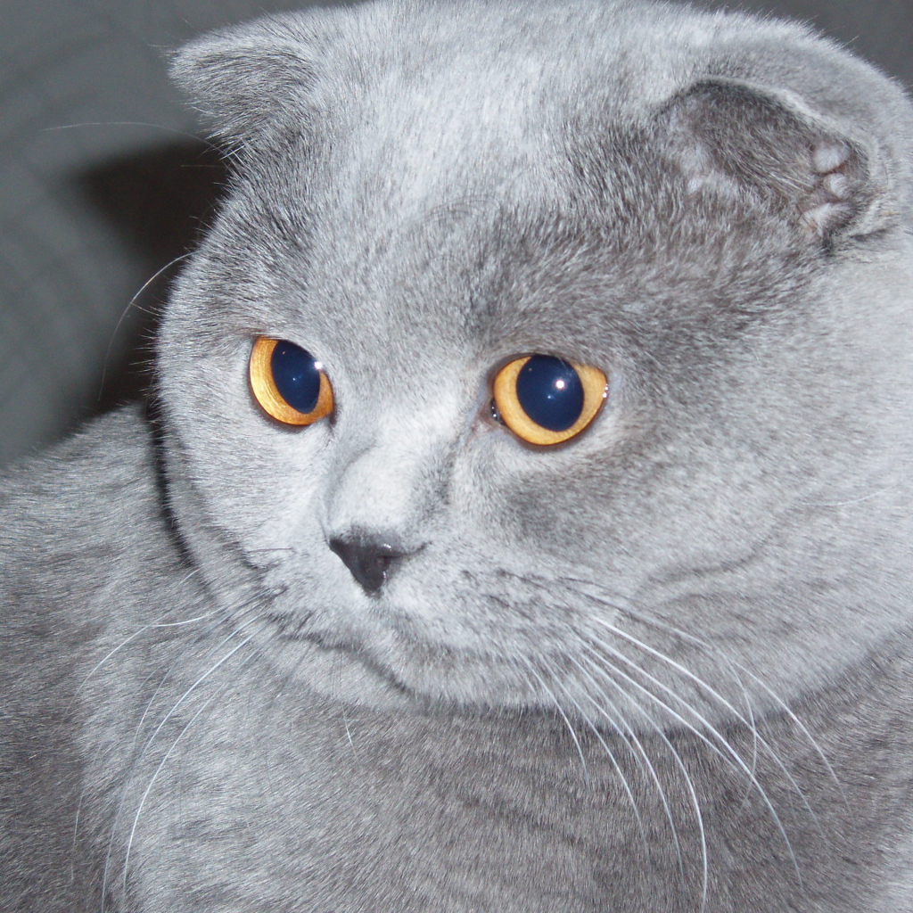 Серый шотландский вислоухий кот