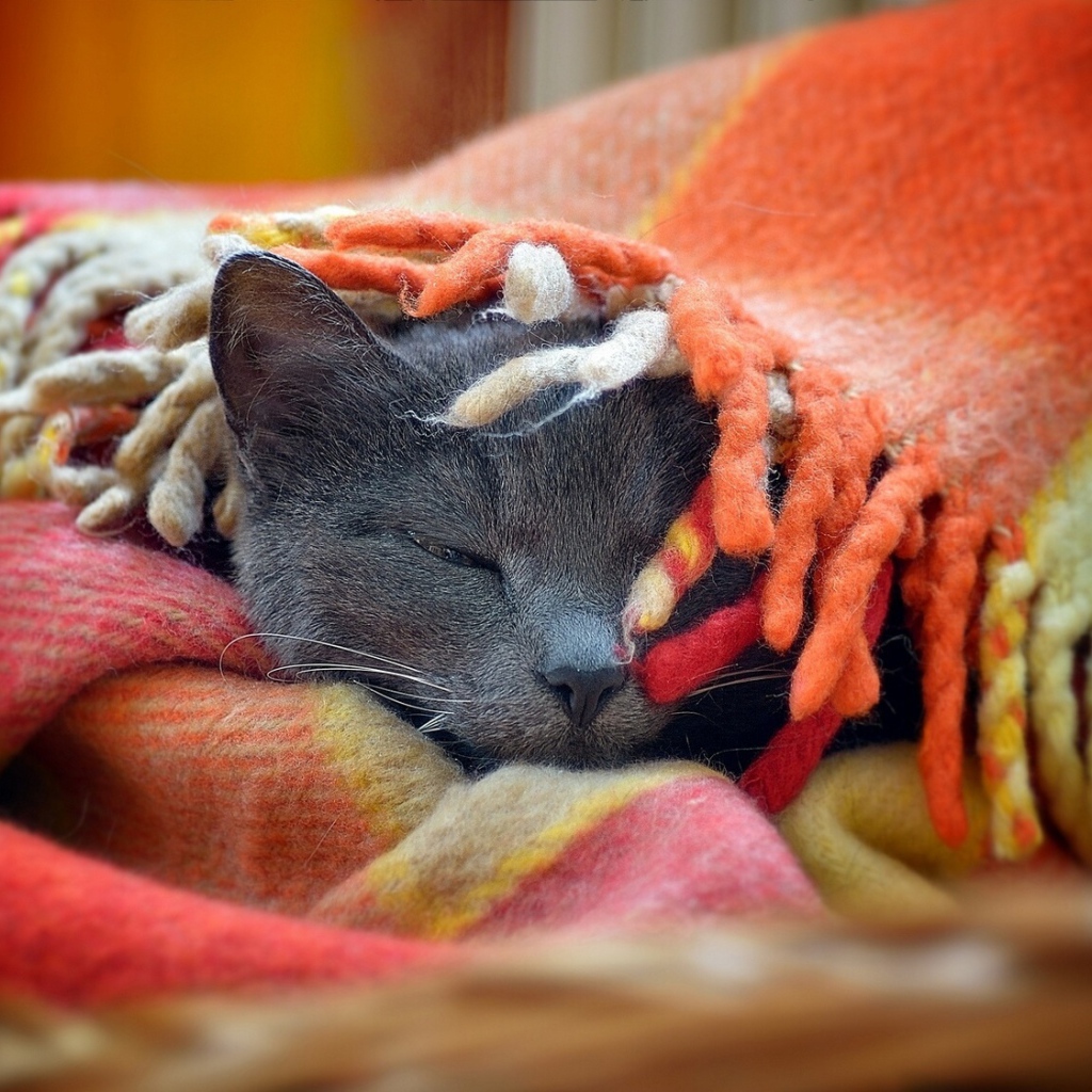 Серый кот греется в покрывале