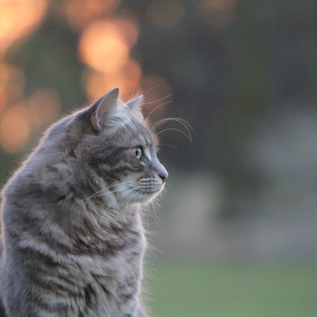 Серый пушистый кот на природе