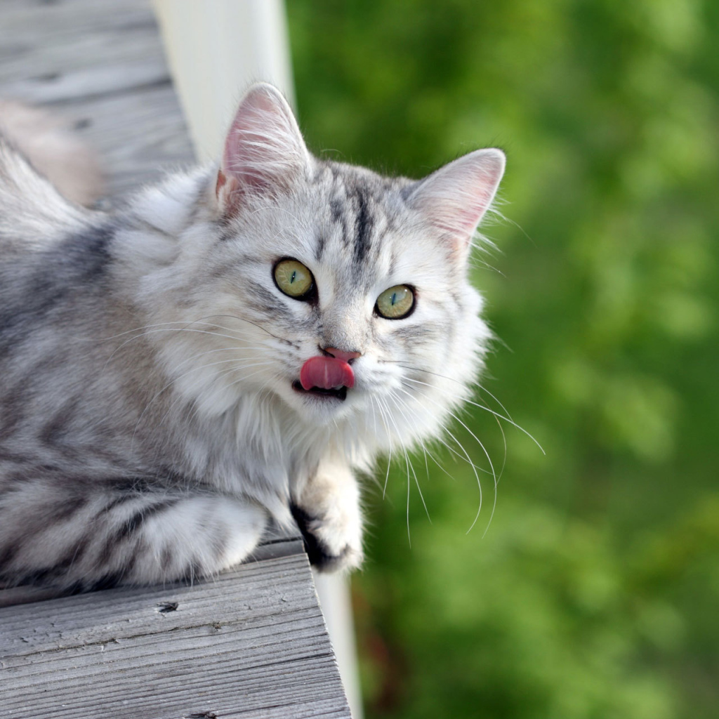 Серый пушистый кот облизался