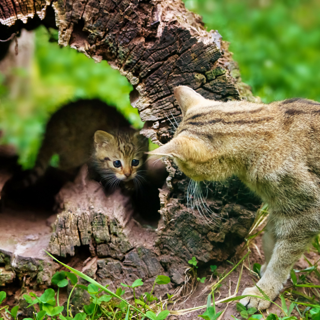 Котёнок и кошка, воспитание