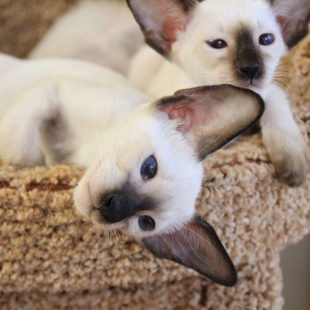 Маленькие сиамские коты отдыхают