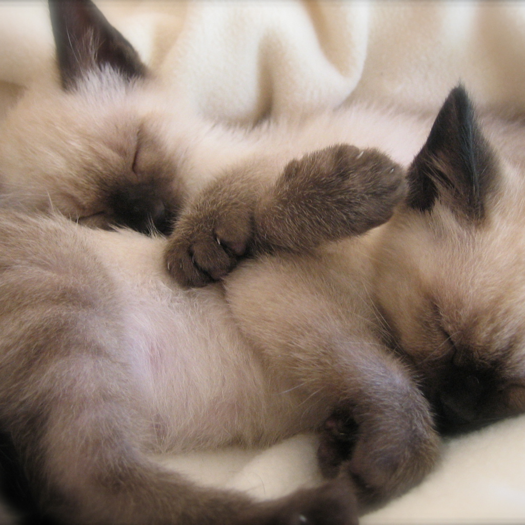 Маленькие сиамские котята