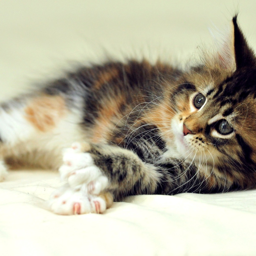 Маленький симпатичный кот мейн-кун