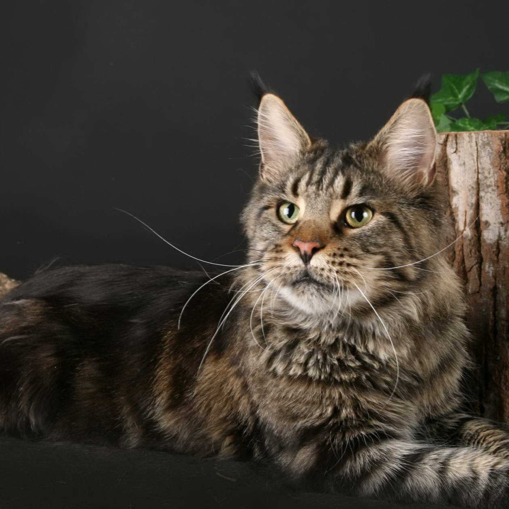 Кот Мейн-кун позирует рядом с пнём