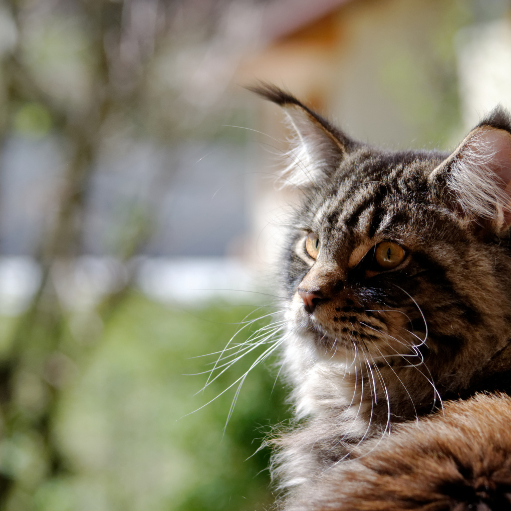 Кот мейн-кун кого-то увидел