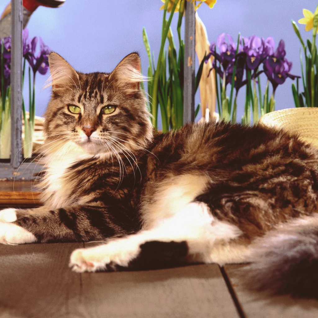 Кот мейн-кун с зелёными глазами позирует