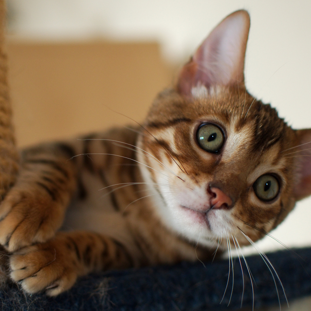 Игривый маленький бенгальский кот