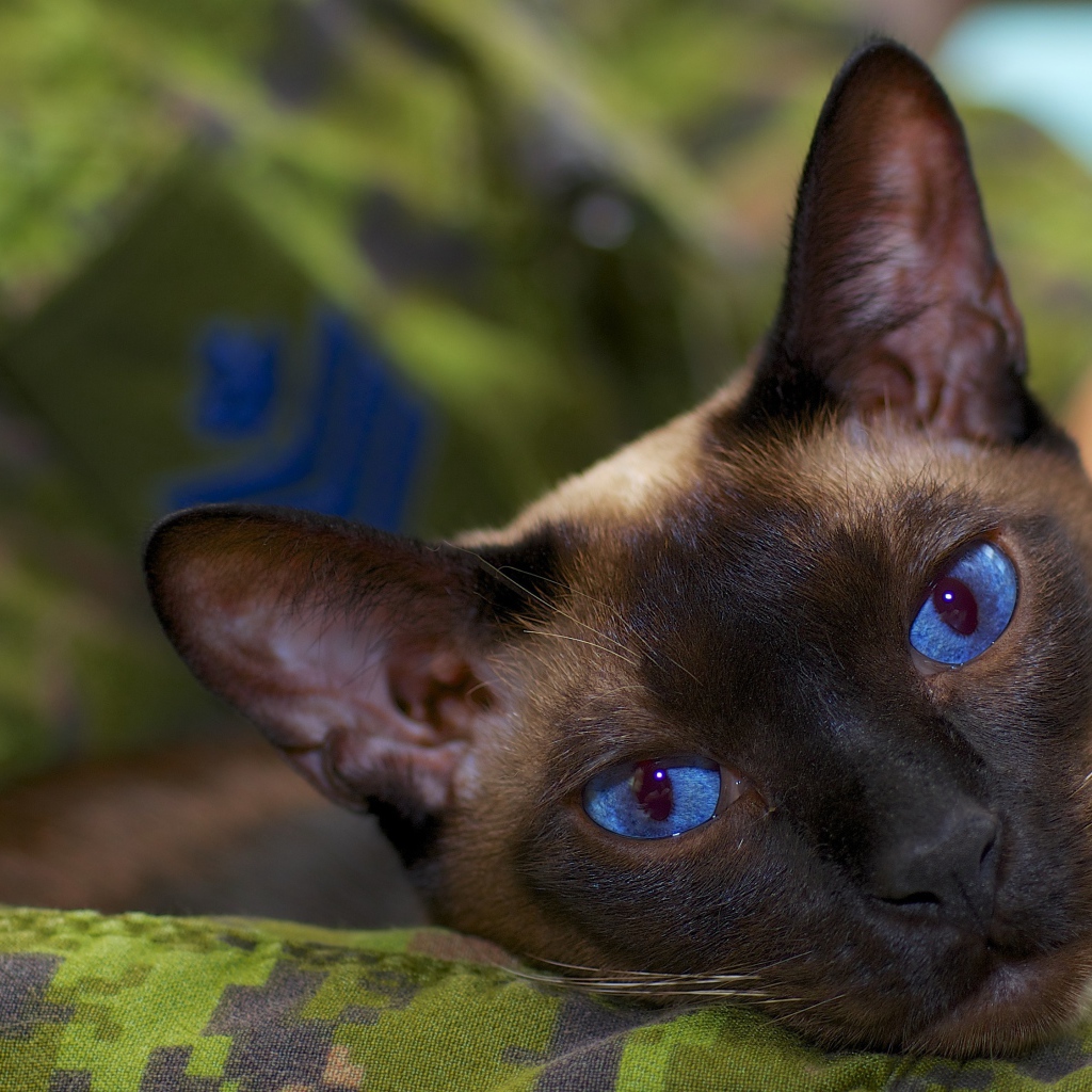 Расслабленный сиамский кот