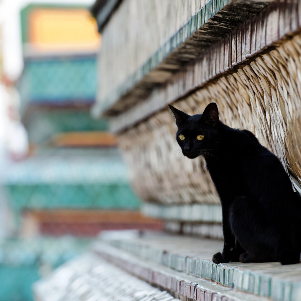 Чёрный красивый грустный кот