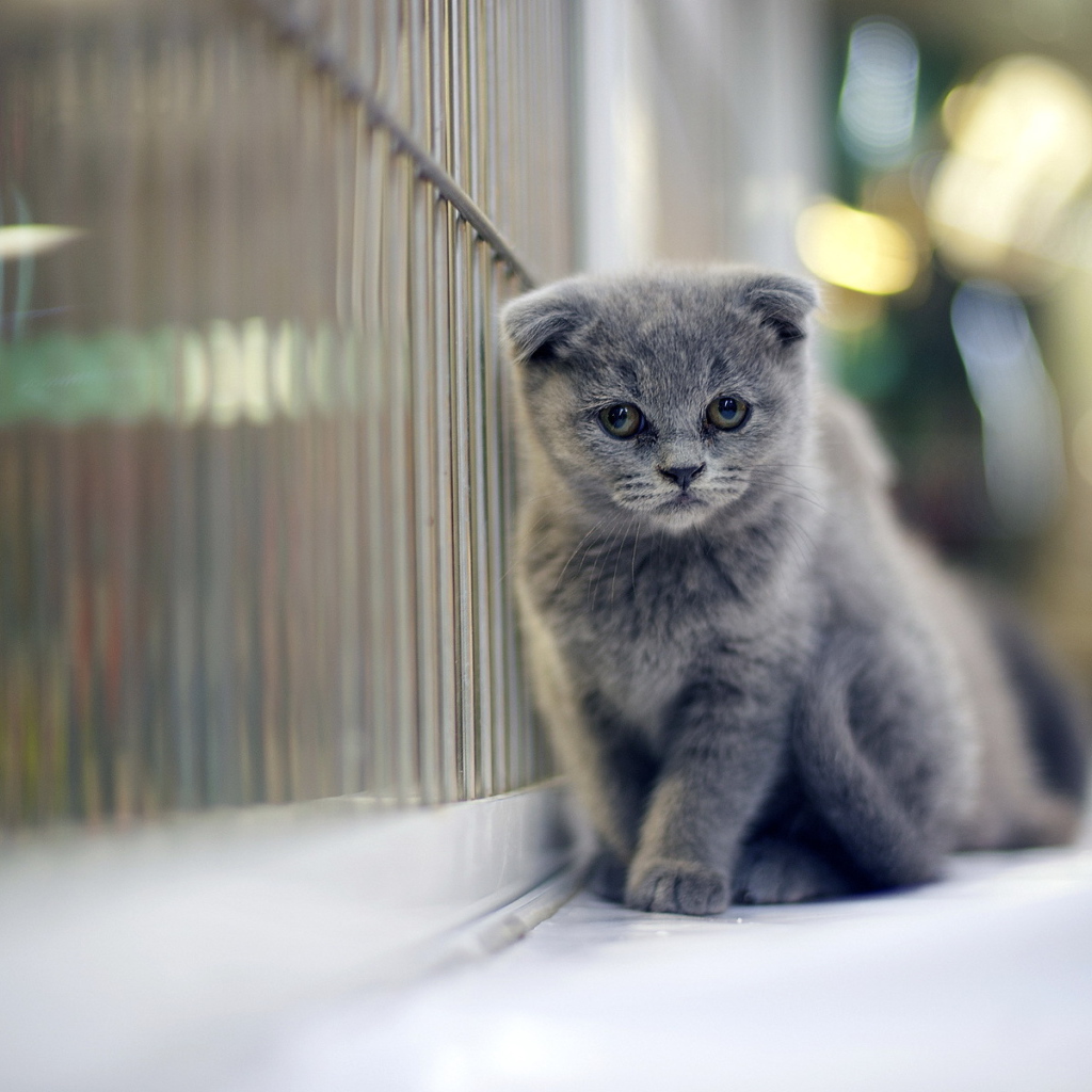 Грустный серый шотландский вислоухий кот