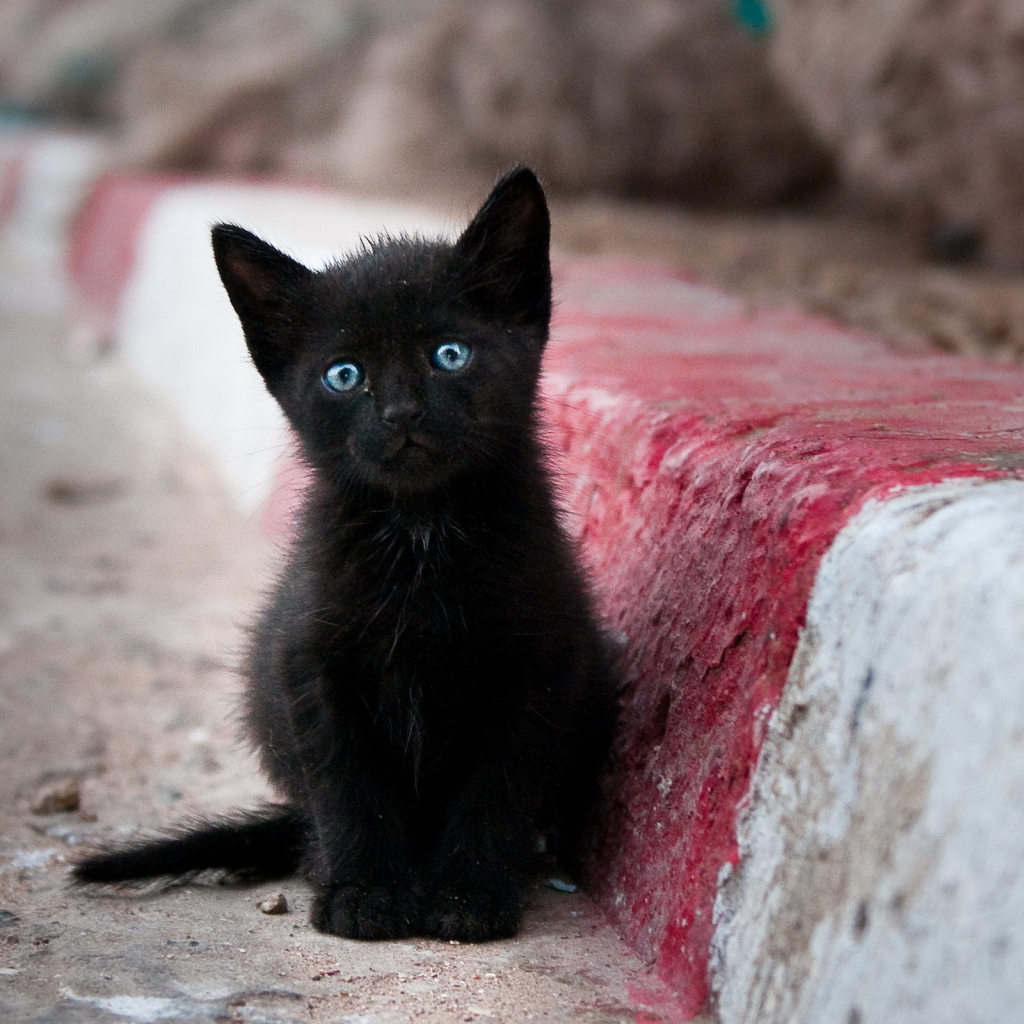 Грустный маленький чёрный кот с голубыми глазами