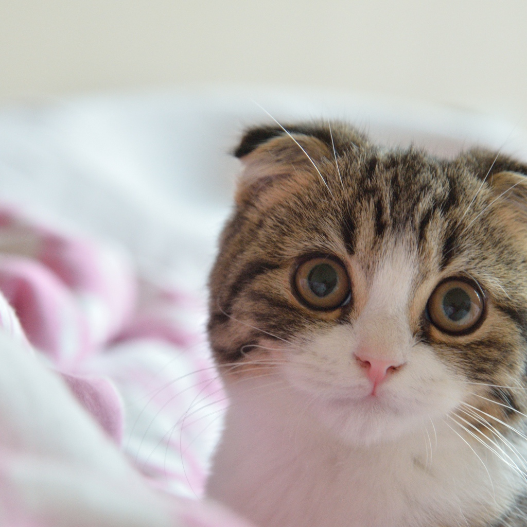 Шотландский вислоухий кот в постели