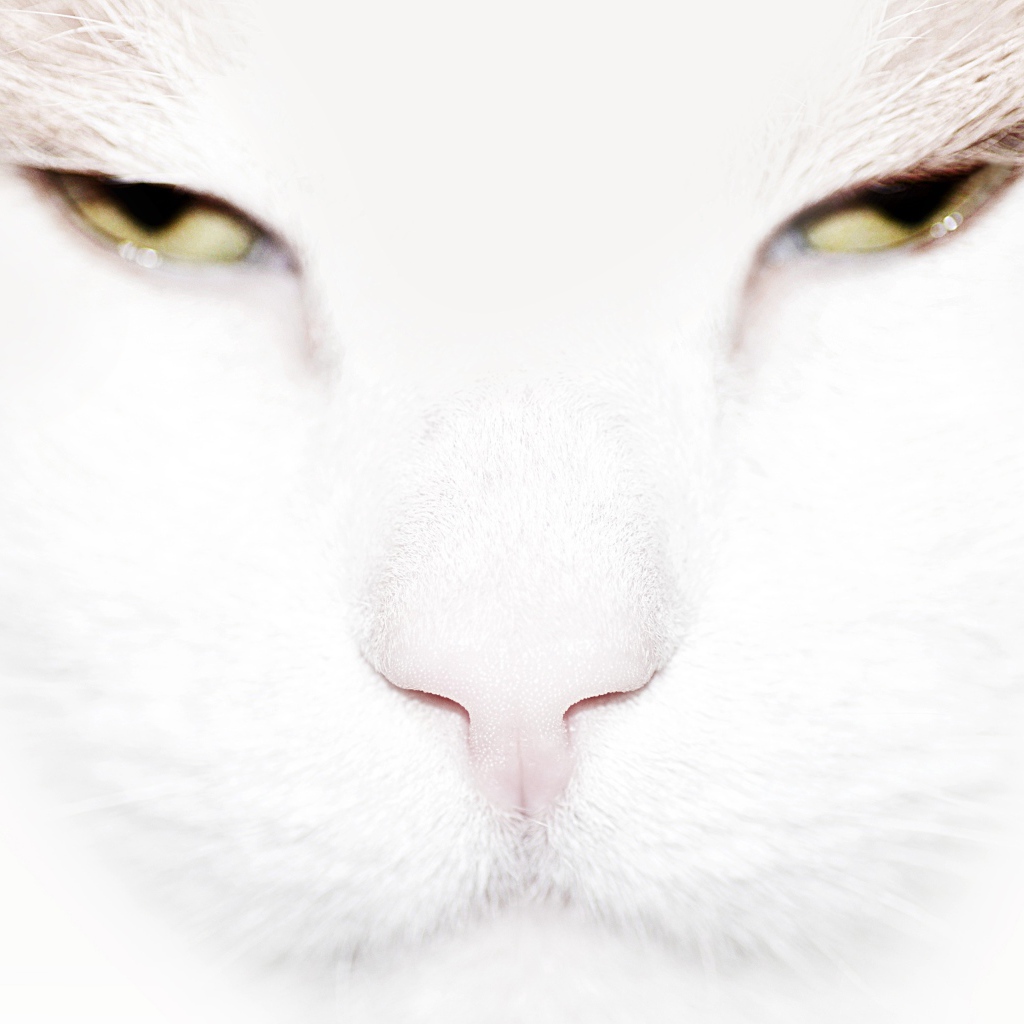 Серьёзный белый кот крупным планом