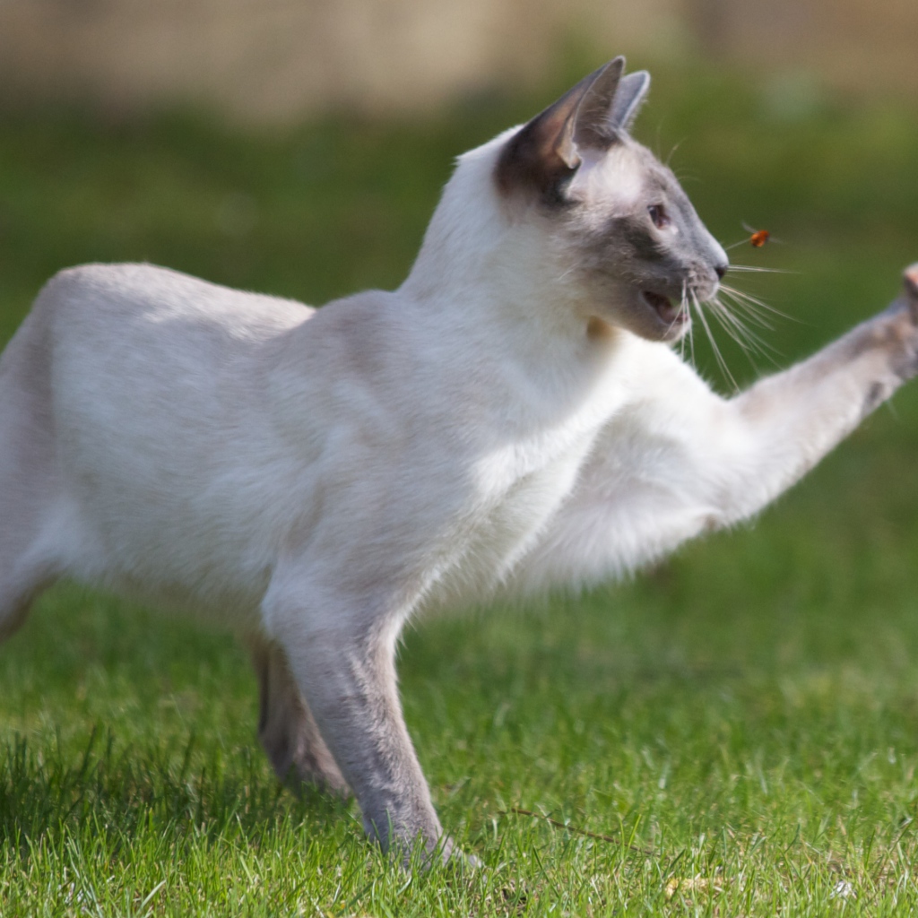 Сиамский кот охотится на насекомое
