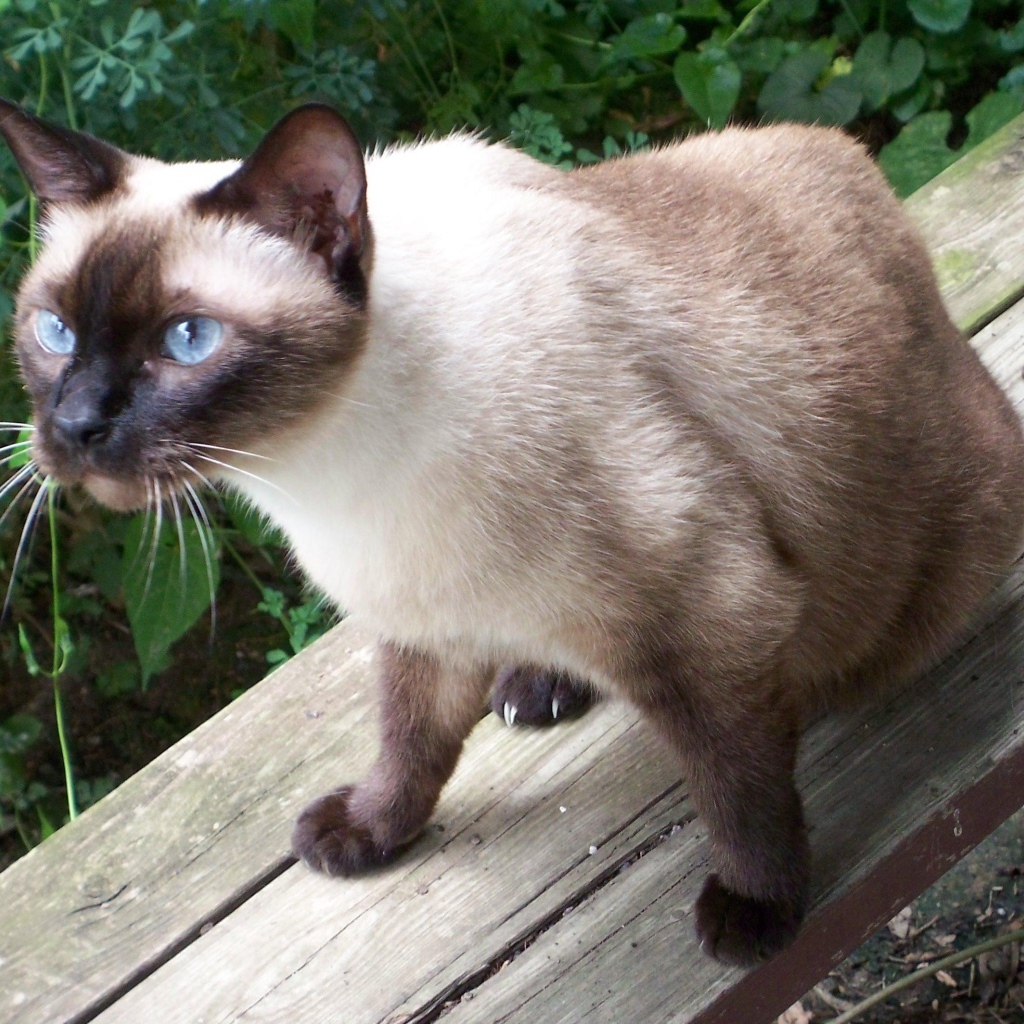 Сиамский кот сидит на скамейке