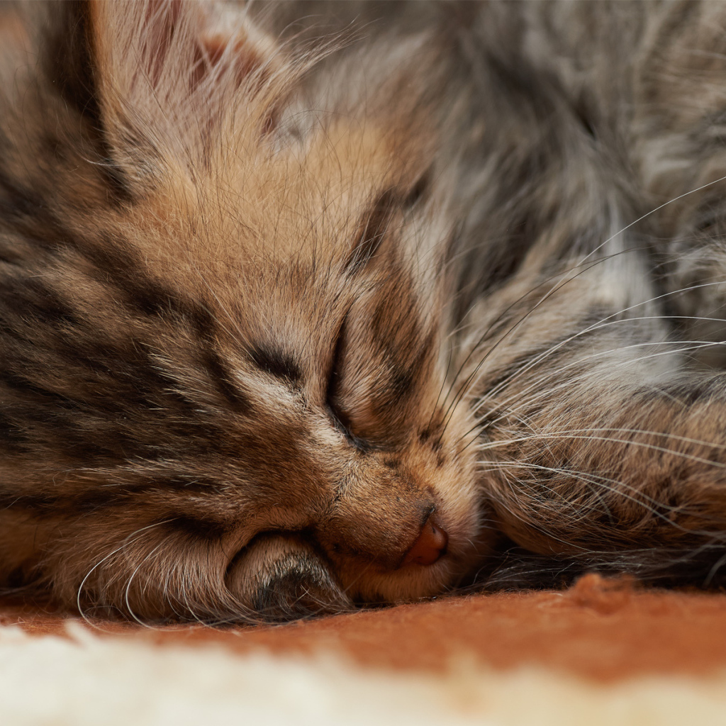 Спящий маленький котёнок