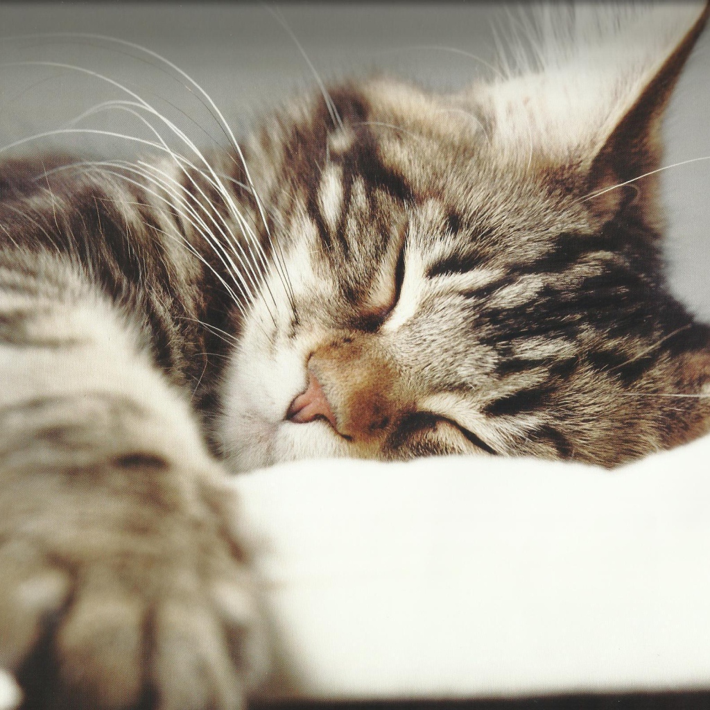 Маленький красивый кот спит