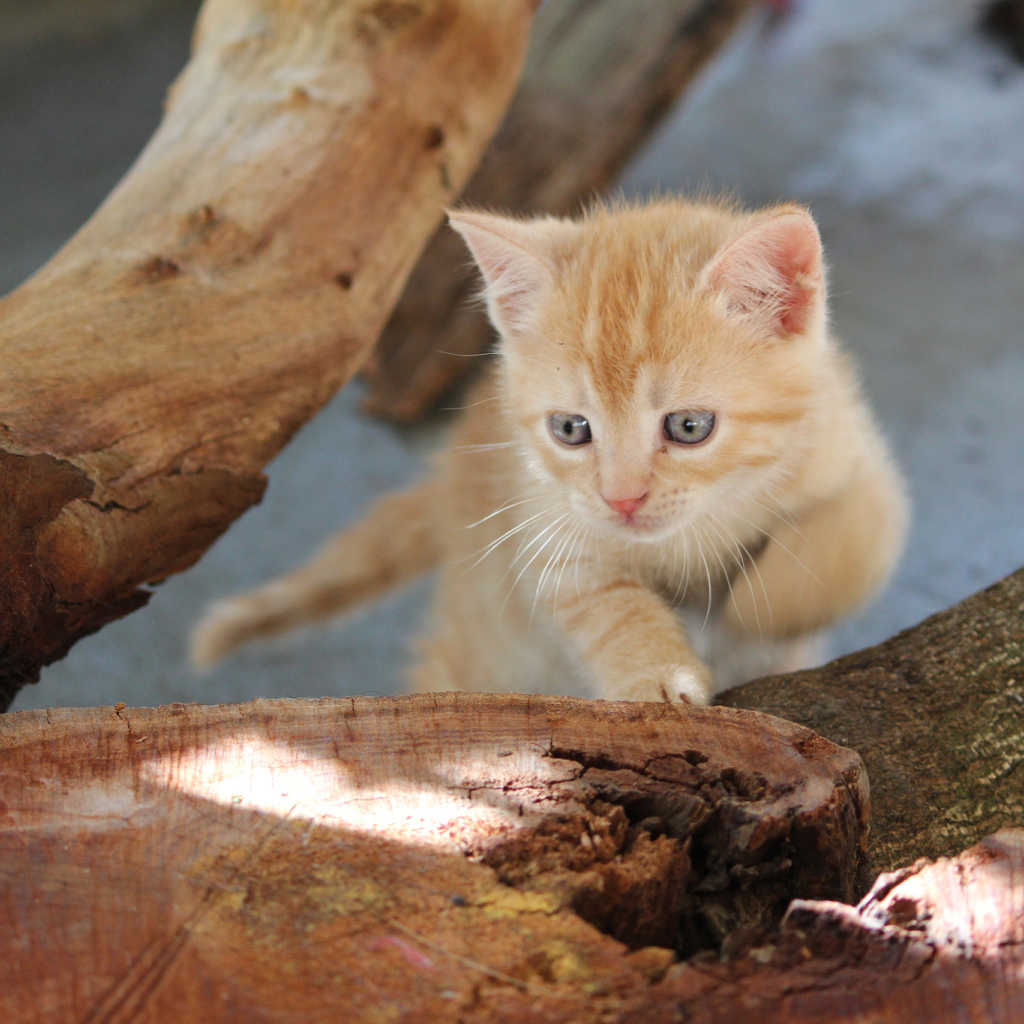 Маленький рыжий кот с голубыми глазами