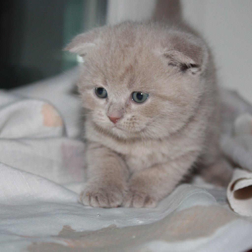 Маленький рыжий шотландский вислоухий кот