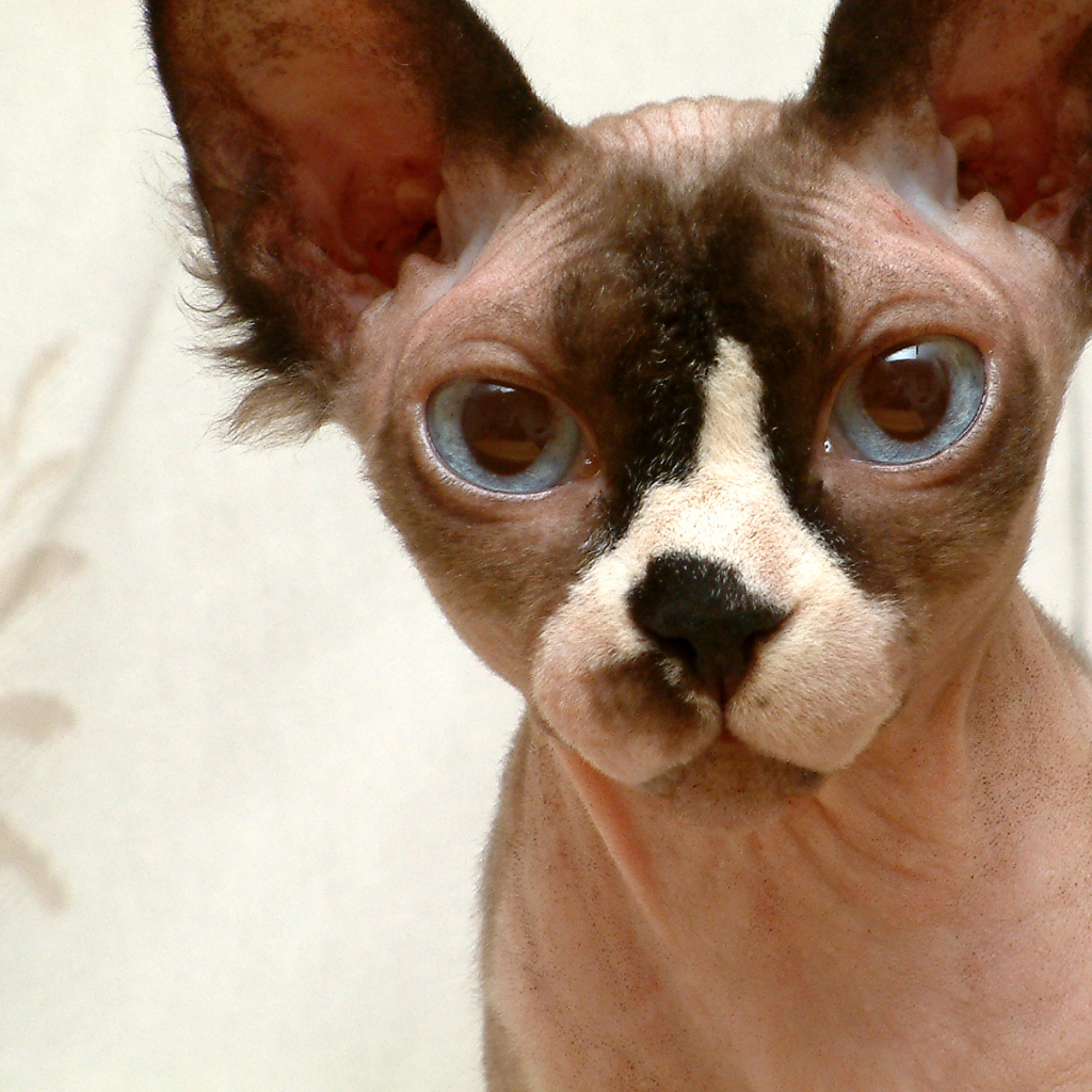 Кот сфинкс крупным планом