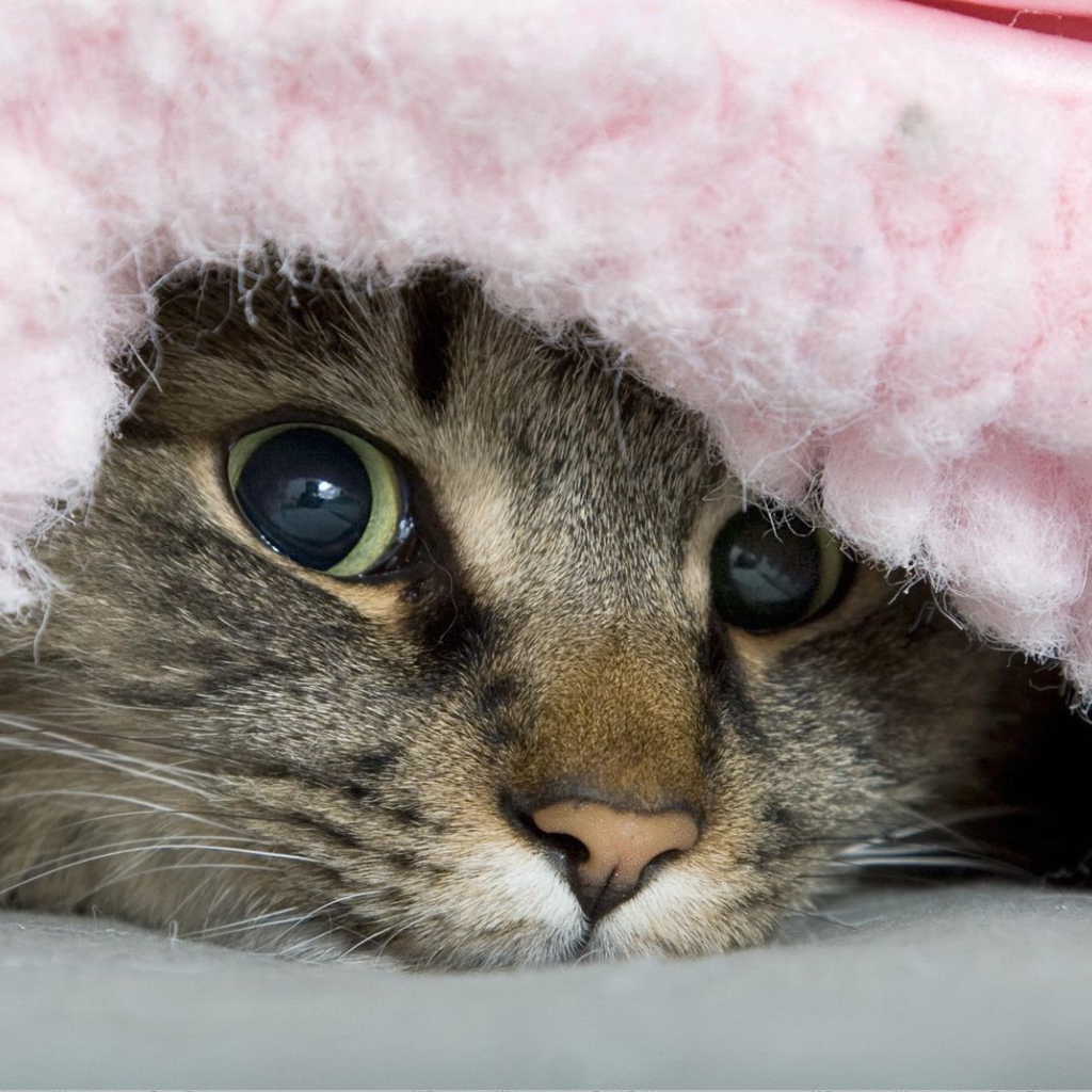 Полосатый хитрый кот