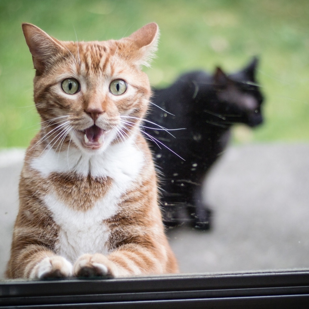  Surprised red cat and black cat