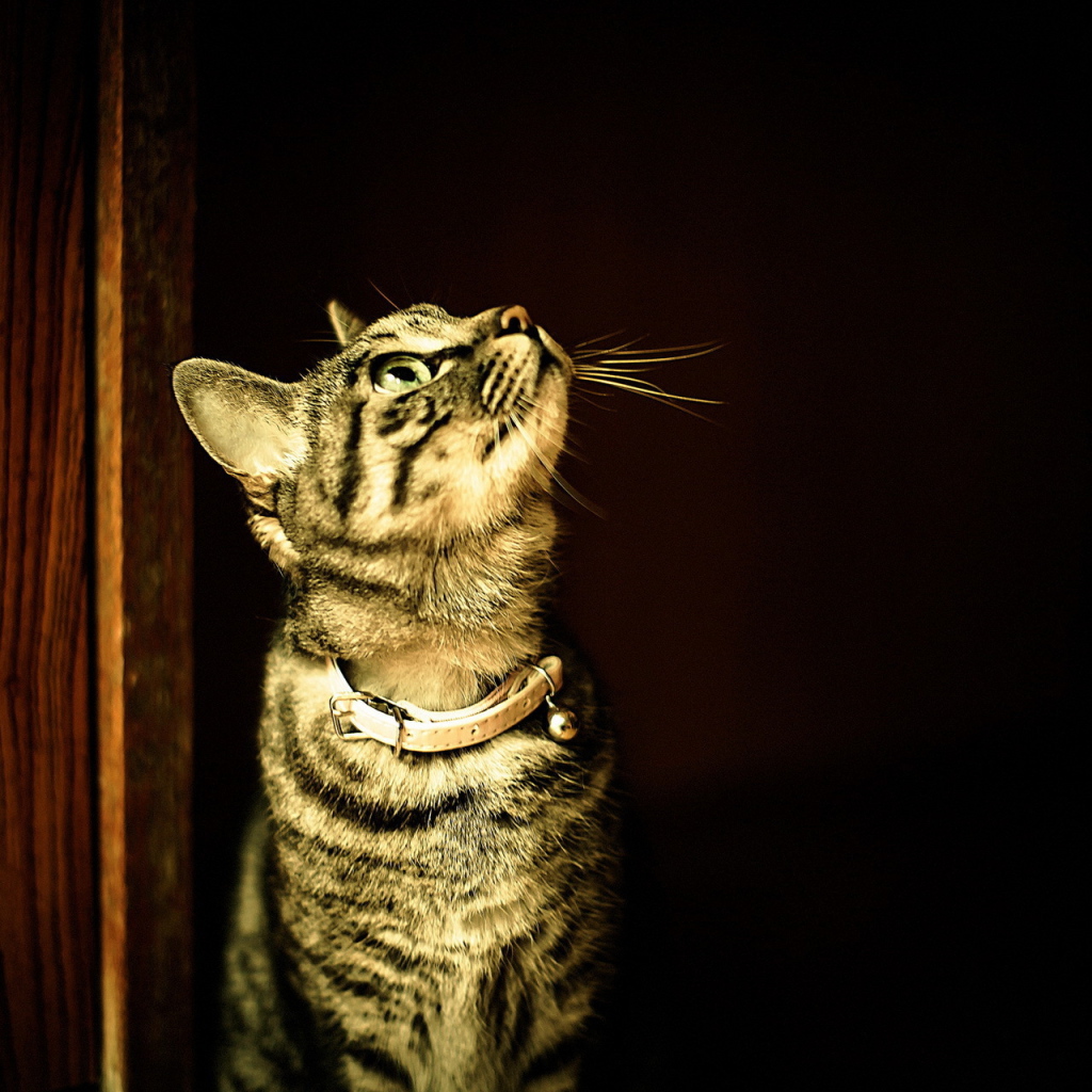 Полосатый кот в ошейнике