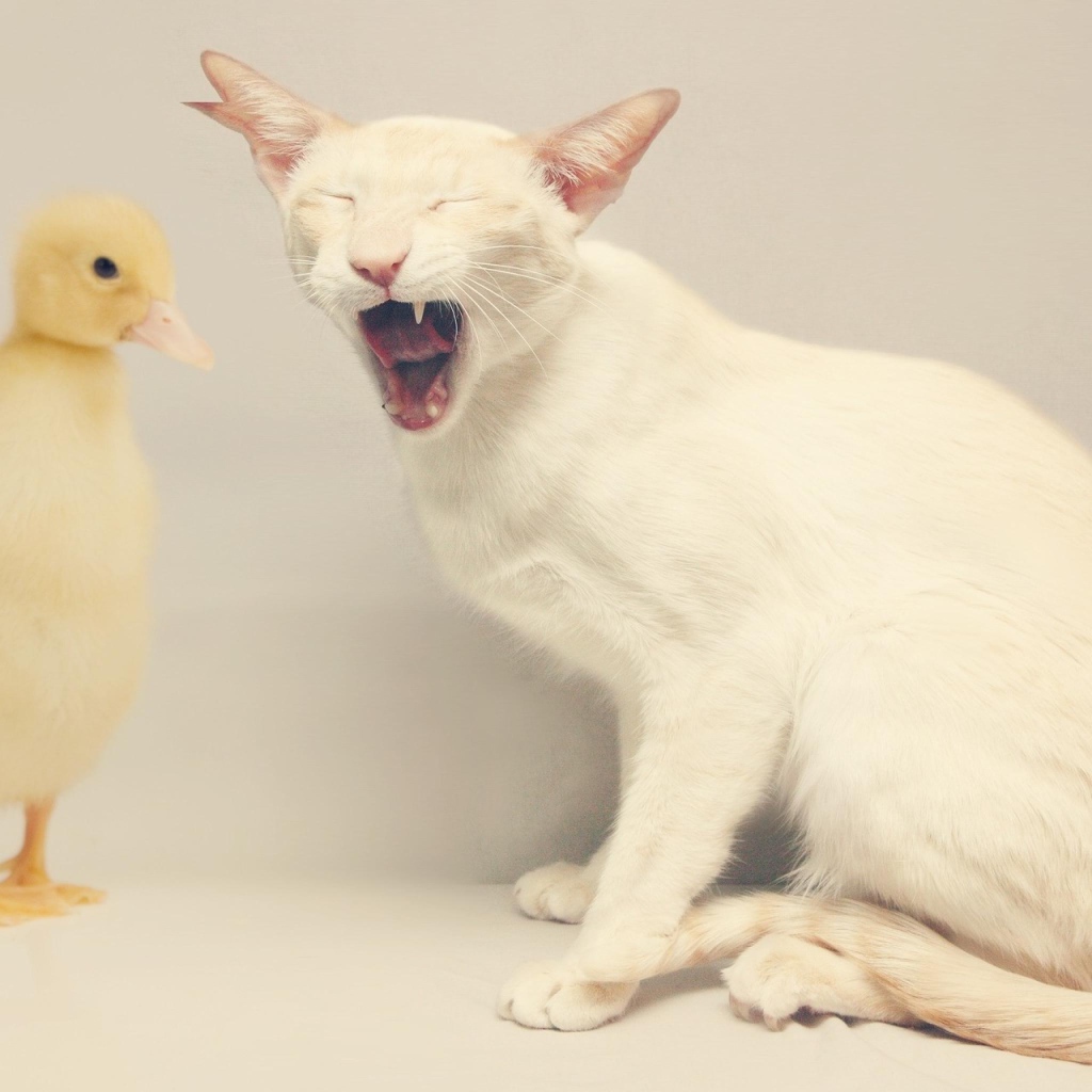 Белый кот и утёнок