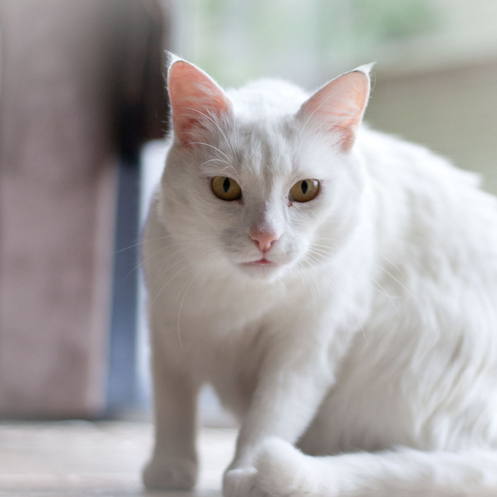 Белый серьёзный кот