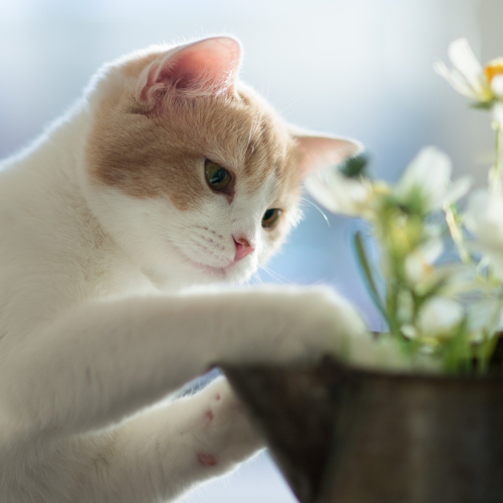 Белый маленький кот и цветок