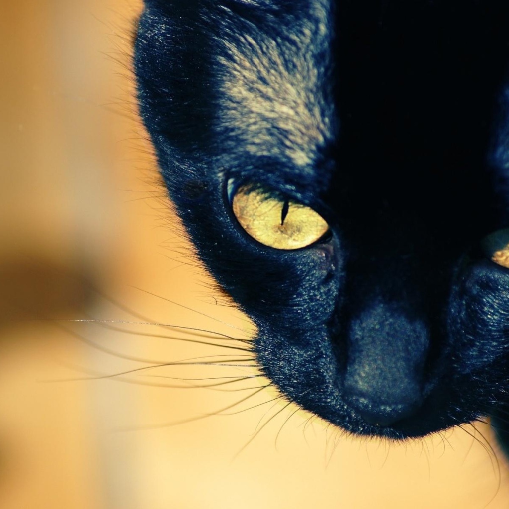 Молодой чёрный кот с жёлтыми глазами