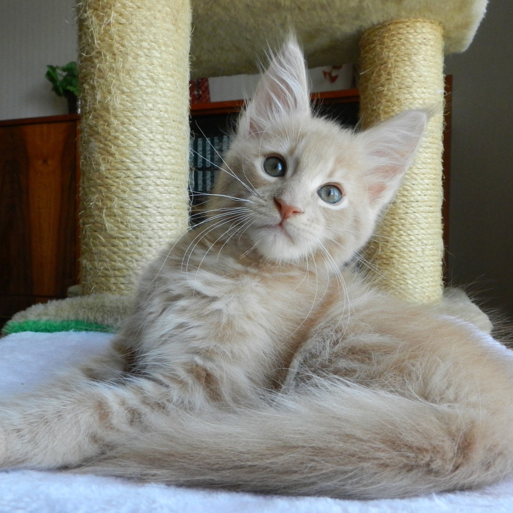 Молодой симпатичный кот мейн-кун отдыхает