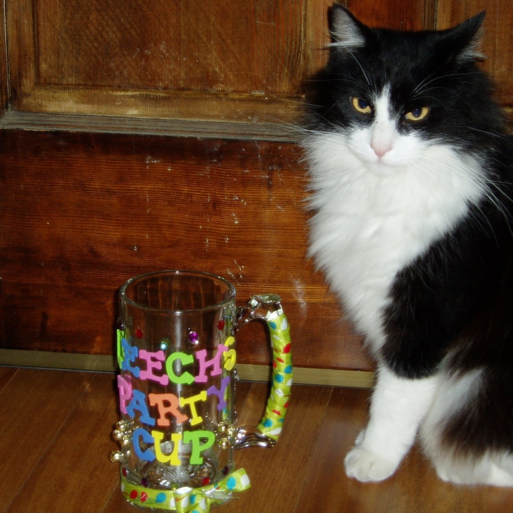 Черно белый кот у кружки