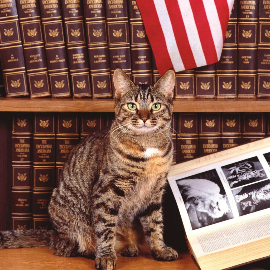 Кошка у книги про котов