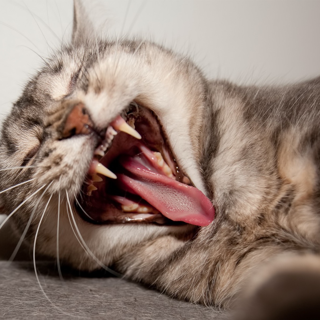 Кот показывает клыки