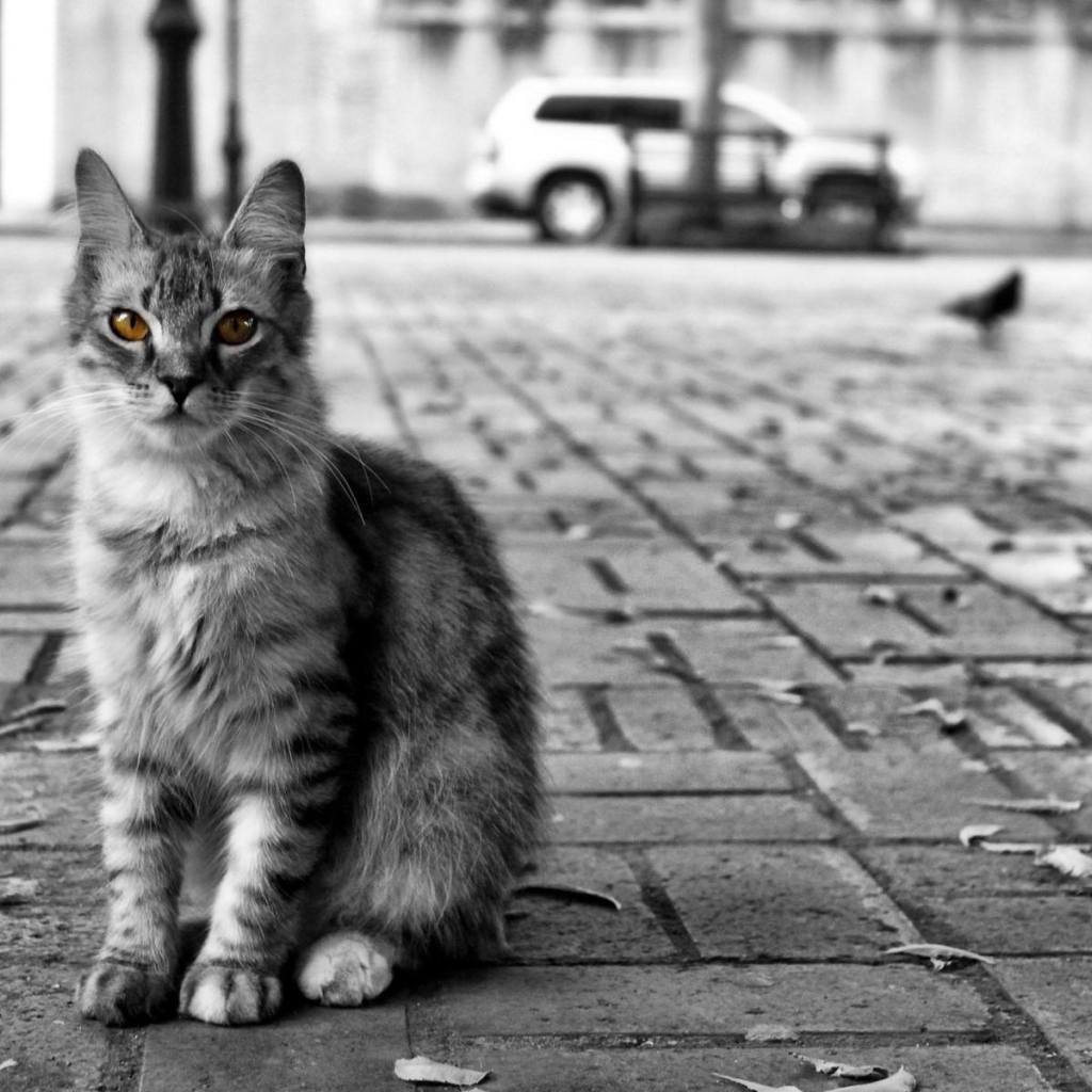 Кот с желтыми глазами