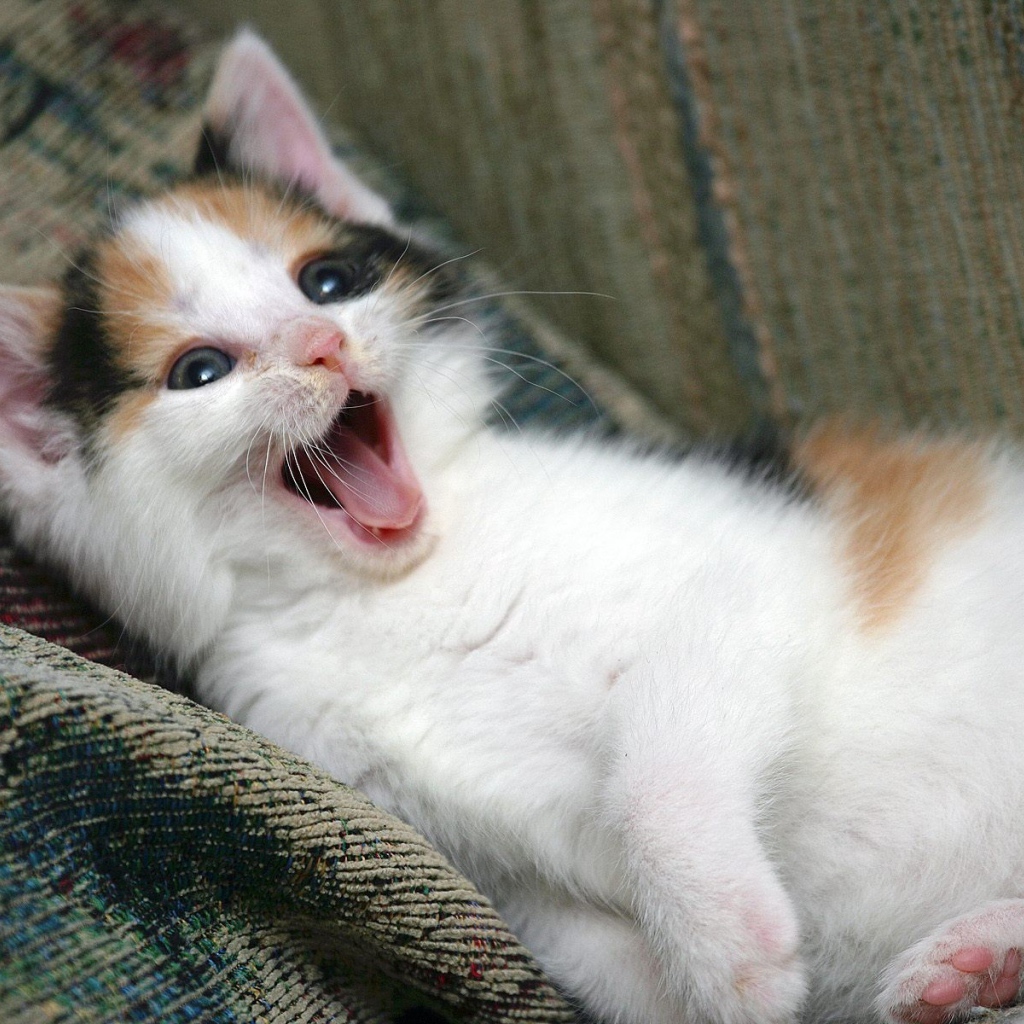 Котенок зовет маму